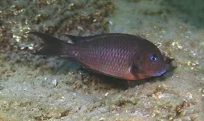 Tropheus polli 'Kekese'